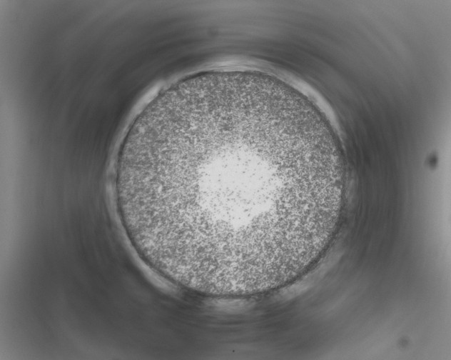 X0000116351429201001131057