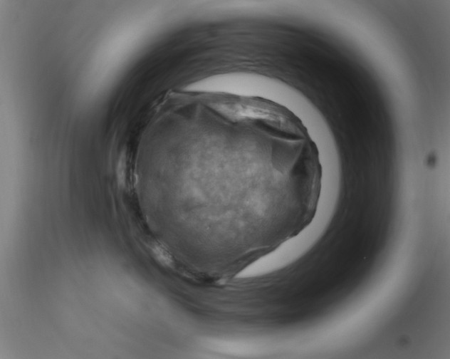 X0000116370766200912231316