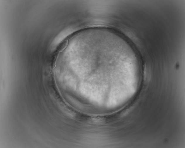 X0000116371453200912231306