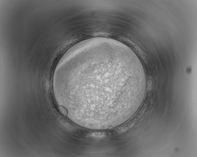 X0000116370353201001131752