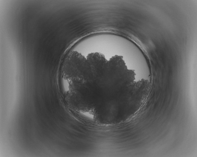 X0000116380155200912020953