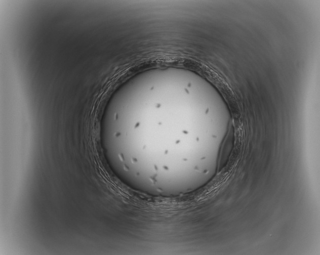 X0000116380961200912020942