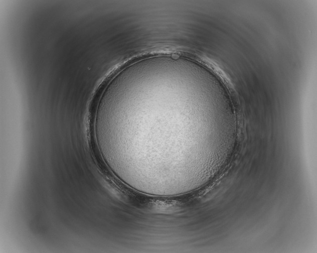 X0000116380346200912091419