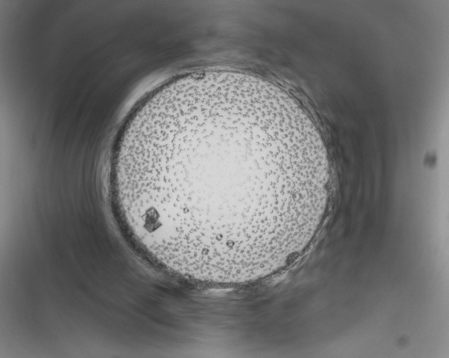 X0000116380054201001131817
