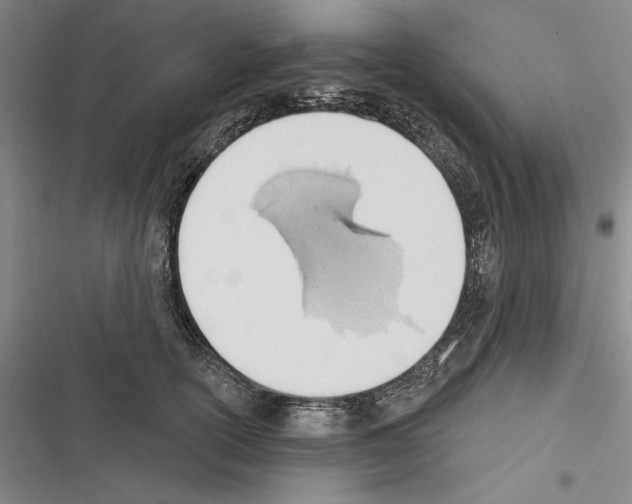 X0000116380754201001131808