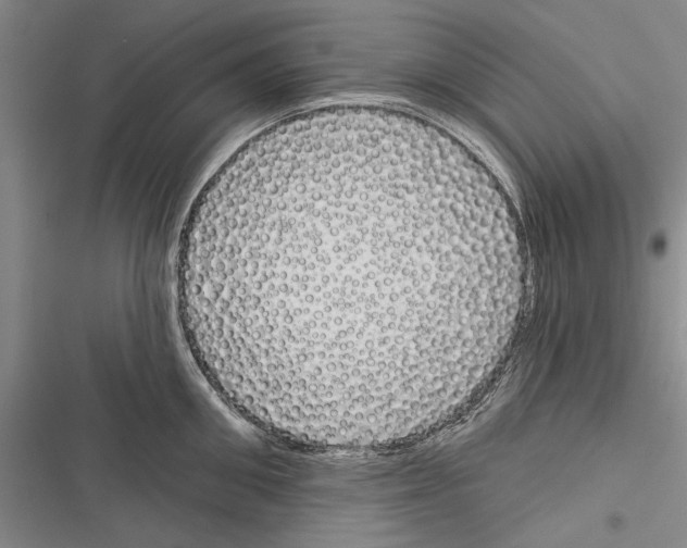 X0000116380906201001131806
