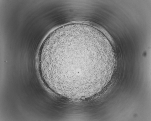 X0000116380955201001131806