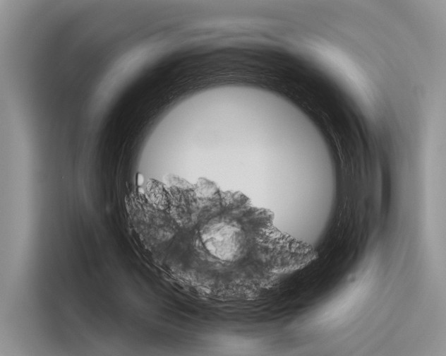 X0000116390435200912021009