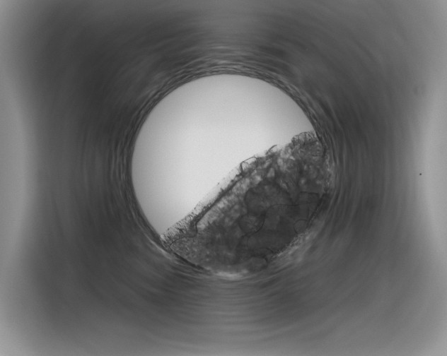 X0000116390474200912021009
