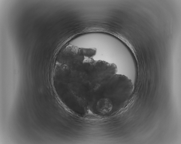 X0000116390529200912021008