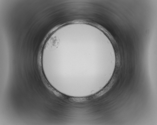X0000116390856200912021004