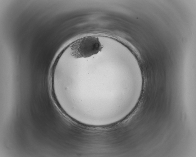 X0000116391514200912020955