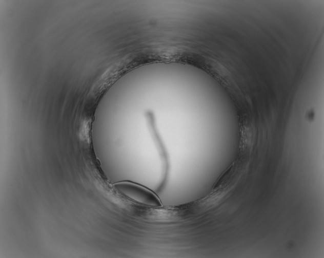 X0000116390286200912161531