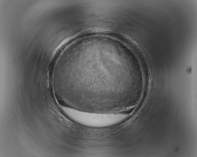 X0000116391306200912161515