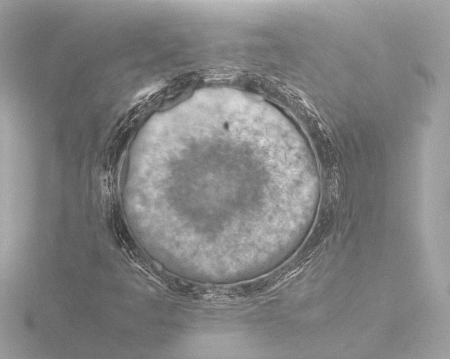 X0000116391445200912231100