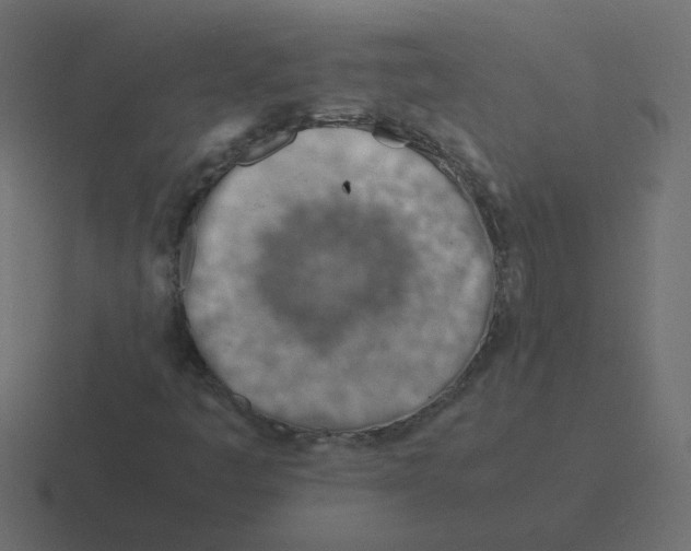 X0000116391445200912291741