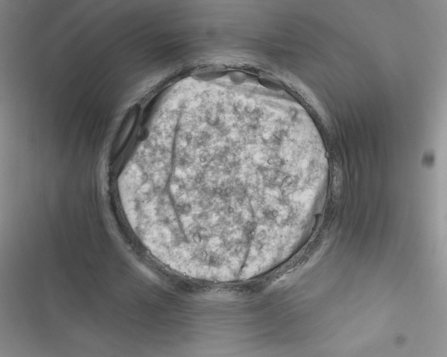 X0000116390581201001131832