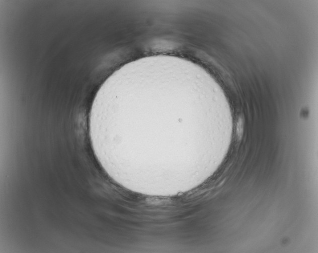 X0000116391299201001131821