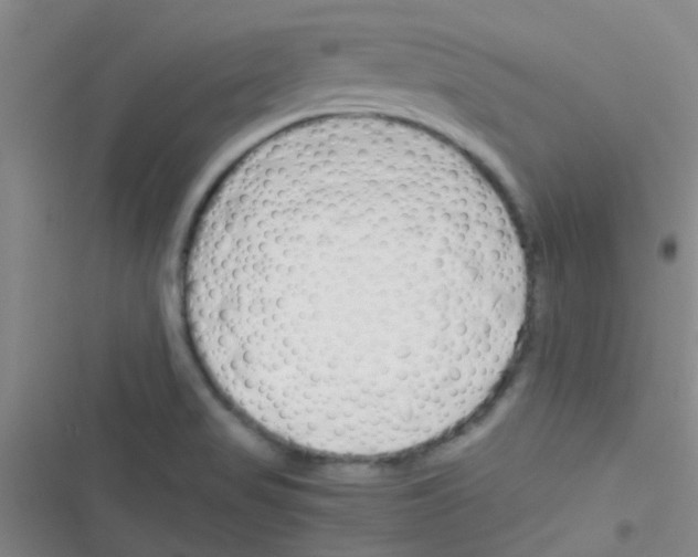 X0000116391517201001131819