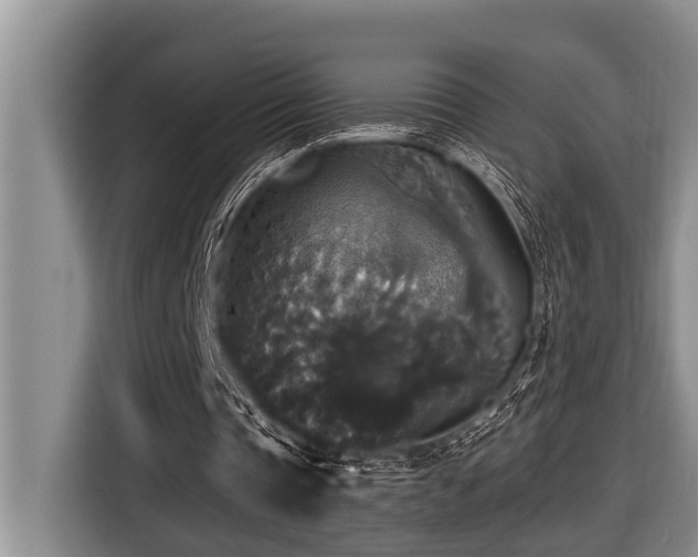 X0000116420337200912081508