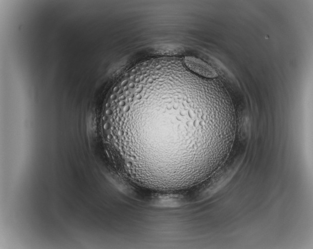 X0000116420268200912151004