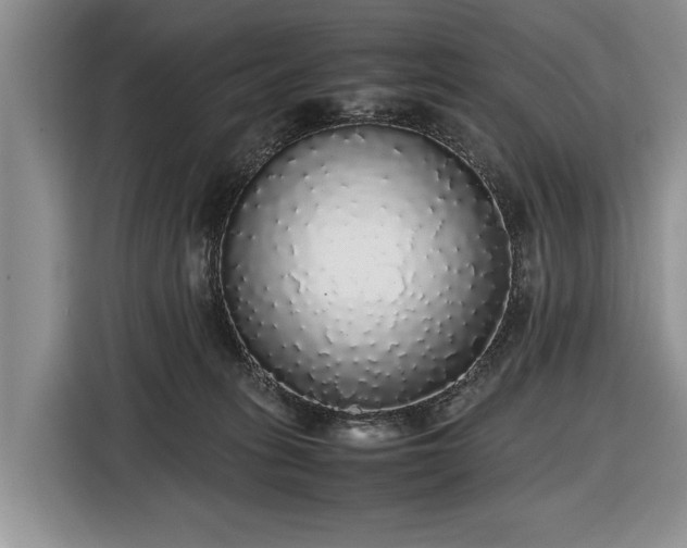 X0000116420275200912151004