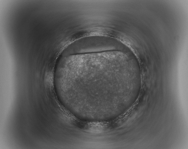 X0000116420297200912151004