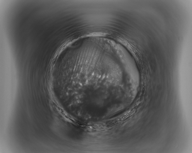 X0000116420337200912151002