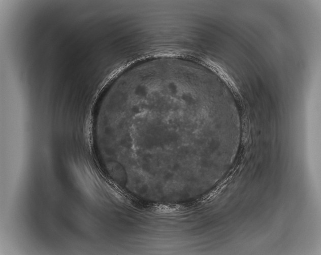 X0000116420346200912151002