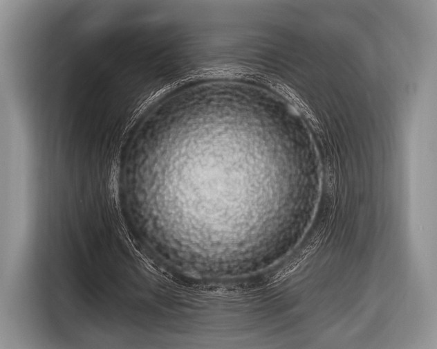 X0000116420434200912151001