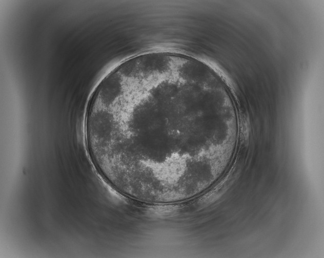 X0000116421294200912150951