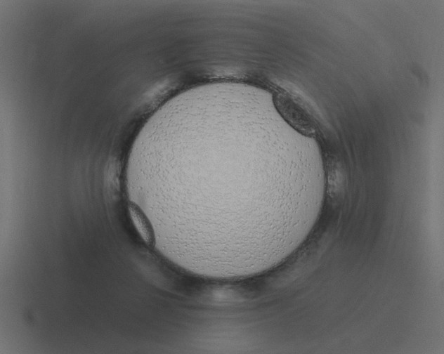 X0000116420264200912291854