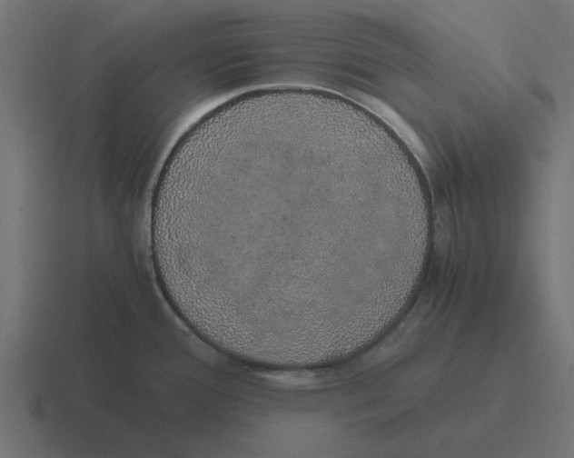 X0000116421388200912291840