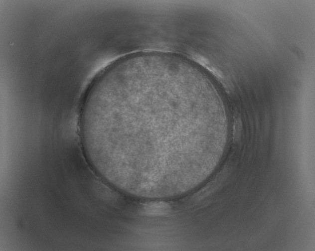 X0000116421454200912291839
