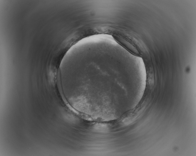 X0000116420332201001191455