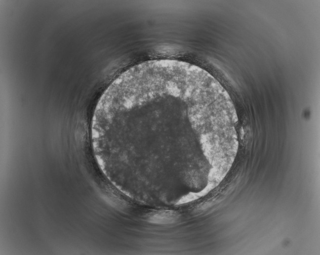 X0000116420459201001191453
