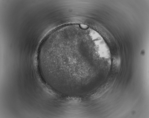 X0000116420676201001191450