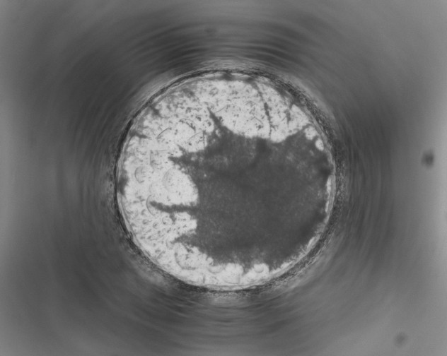 X0000116421025201001191445