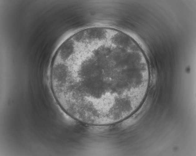 X0000116421294201001191442