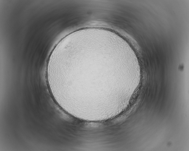 X0000116421374201001191441