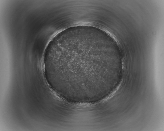 X0000116431117200912151013