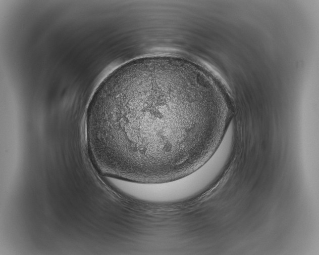 X0000116431275200912151011