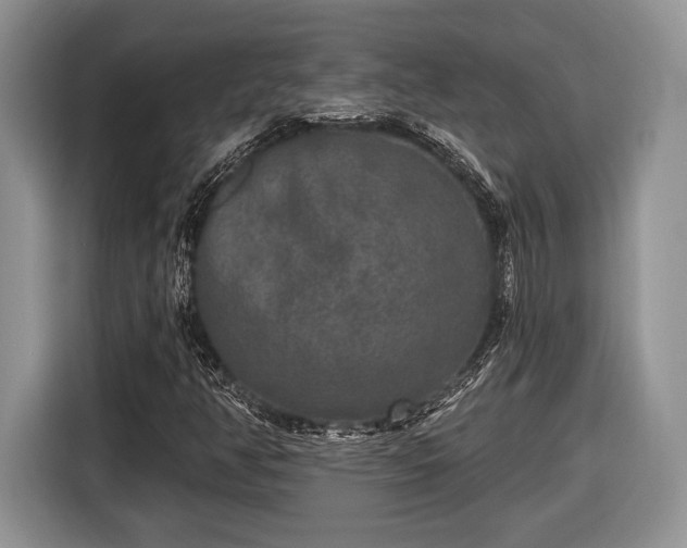 X0000116431350200912151010