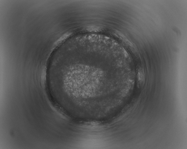 X0000116430492200912291911