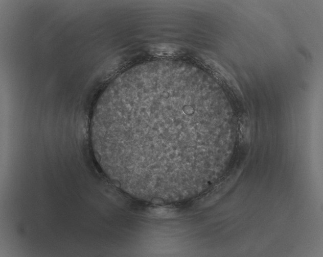 X0000116430561200912291910