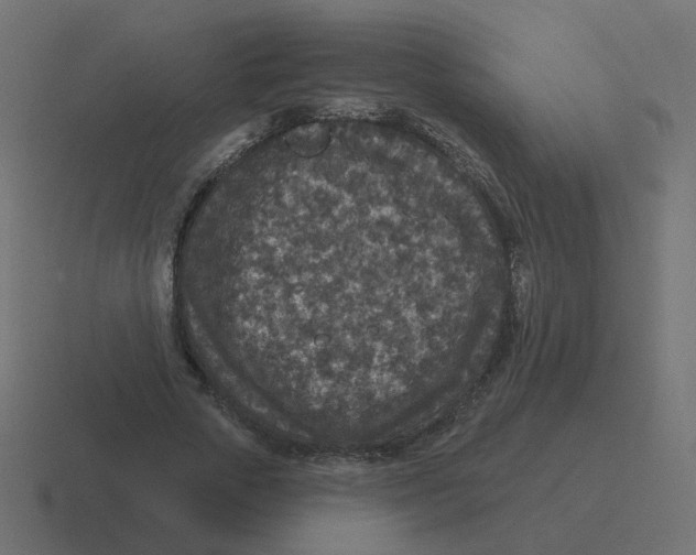 X0000116430729200912291908