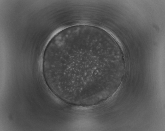 X0000116431246200912291902