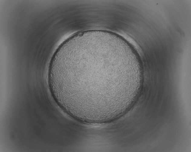 X0000116431333200912291901