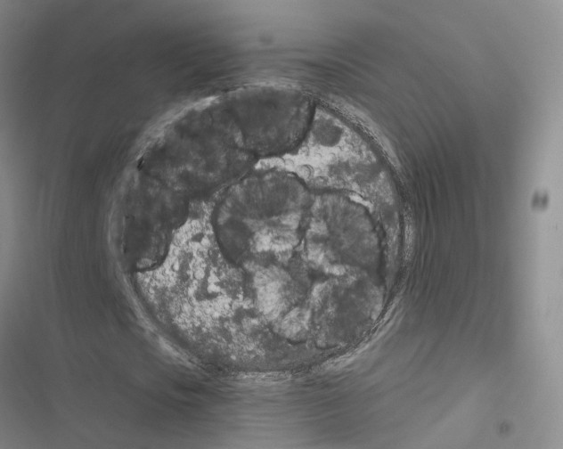X0000116430721201001191510