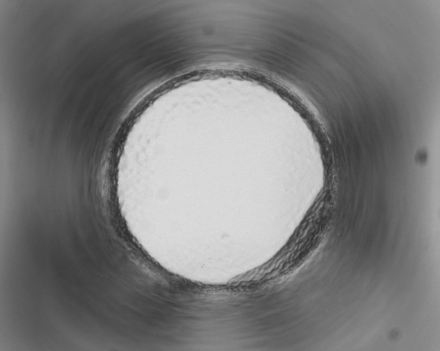 X0000116430829201001191509